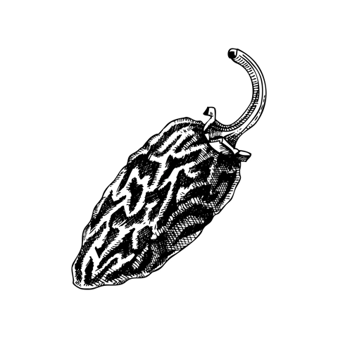 Chipotle sketches. Dried ripe jalapeno chili pepper. Hot spices, vegetables, healthy food hand drawn vector illustration. Mexican cuisine menu design elements. Mexican food ingredinets